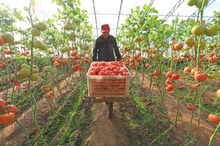 Téléchargez les photos : COMTÉ DE LUANNAN, province du Hebei, Chine - 8 janvier 2020 : Les agriculteurs récoltent des tomates en serre. - en image libre de droit