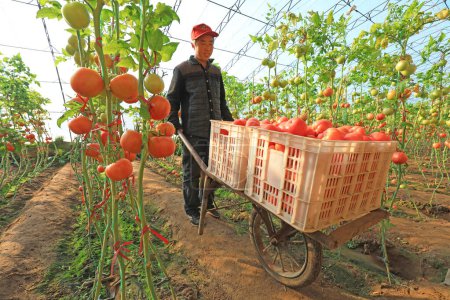 Photo for LUANNAN COUNTY, Hebei Province, China - January 8, 2020: Farmers are harvesting tomatoes in greenhouses. - Royalty Free Image