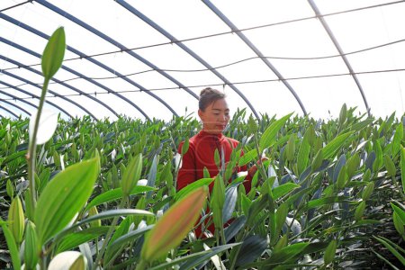 Photo for LUANNAN COUNTY, Hebei Province, China - January 8, 2020: A female gardener is watching the lily rising in the greenhouse. - Royalty Free Image