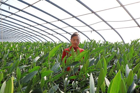 Foto de CONDADO DE LUANNAN, provincia de Hebei, China - 8 de enero de 2020: Una jardinera está observando el aumento del lirio en el invernadero. - Imagen libre de derechos