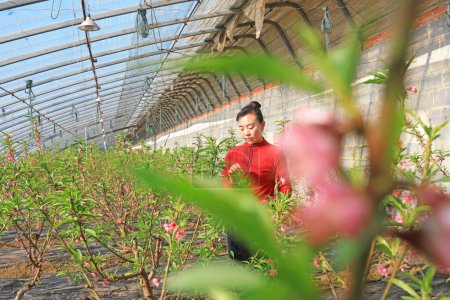 Foto de CONDADO DE LUANNAN, provincia de Hebei, China - 8 de enero de 2020: Una jardinera está viendo la polinización de la flor de melocotón en un invernadero. - Imagen libre de derechos