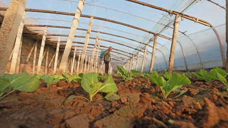 Téléchargez les photos : COMTÉ DE LUANNAN, Province du Hebei, Chine - 8 janvier 2020 : Les agriculteurs en serre, les légumes dans les fermes. - en image libre de droit