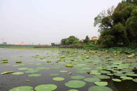 Foto de Parque acuático, Condado de Luannan, provincia de Hebei, China - Imagen libre de derechos