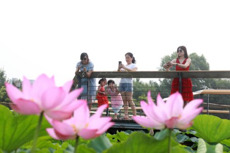 Téléchargez les photos : Comté de Luannan, Chine - 15 juillet 2019 : Les visiteurs apprécient les fleurs de lotus par rambarde, comté de Luannan, province du Hebei, Chin - en image libre de droit