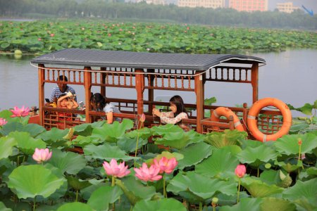 Photo for Luannan County, China - July 15, 2019: Tourists photograph lotus flowers on a cruise ship, Luannan County, Hebei Province, China - Royalty Free Image