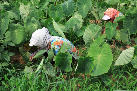 Téléchargez les photos : Travailleurs mauvaises herbes dans les champs de taro, comté de Luannan, province du Hebei, Chine - en image libre de droit