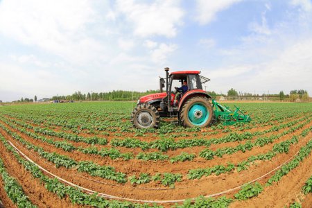 Photo for LUANNAN COUNTY, Hebei Province, China - May 5, 2019: Farmers drive tractors in potato fields and weed on farms. - Royalty Free Image