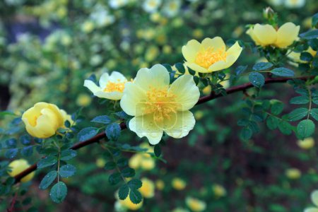 Photo for Rosa davurica flowers in the park, China - Royalty Free Image