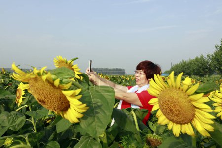 Photo for Luannan County - August 10, 2018: A woman in a sunflower flowering shrubs, Luannan County, Hebei Province, China - Royalty Free Image