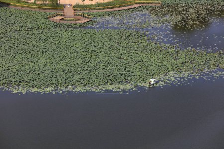 Foto de Lotus estanque está en el parque. - Imagen libre de derechos