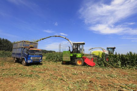 Téléchargez les photos : Comté de Luannan - 29 août 2018 : machines spécialisées pour la récolte du maïs fourrage, comté de Luannan, province du Hebei, Chine - en image libre de droit