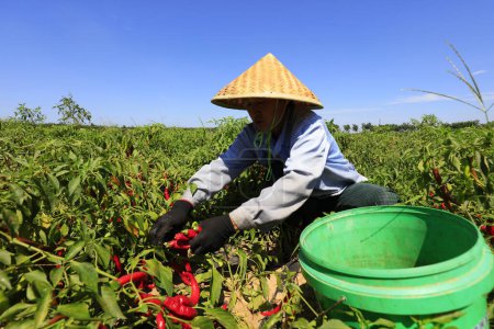 Foto de Condado de Luannan - 29 de agosto de 2018: Los agricultores recogen Capsicum, Condado de Luannan, provincia de Hebei, Chin - Imagen libre de derechos