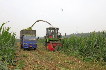 Foto de Condado de Luannan - 30 de agosto de 2018: sitio de cosecha de maíz ensilaje, Luannan, Hebei, Chin - Imagen libre de derechos