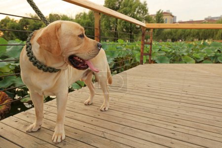 Foto de Perros de mascotas en el suelo de madera - Imagen libre de derechos