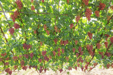 Photo for Mature grapes in a plantation in Lulong County, Hebei Province, China - Royalty Free Image