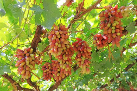 Téléchargez les photos : Raisins mûrs dans une plantation dans le comté de Lulong, province du Hebei, Chine - en image libre de droit