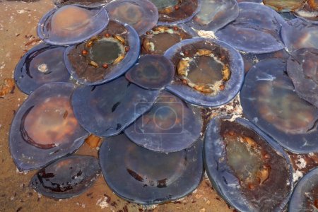Foto de Piel de medusa cubre el suelo en una planta de procesamiento de mariscos en el norte de China - Imagen libre de derechos