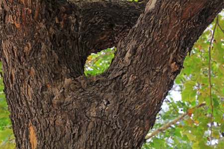 Téléchargez les photos : Photo rapprochée du tronc d'arbre de Paulownia fortunei - en image libre de droit
