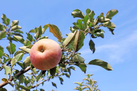 Téléchargez les photos : Pomme Fuji dans le verger - en image libre de droit