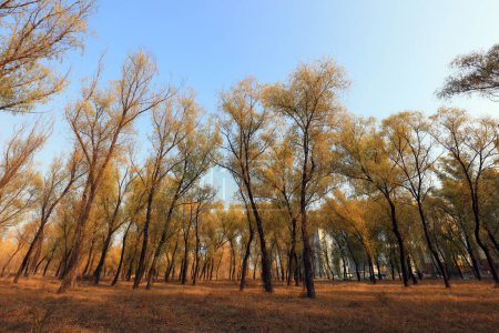 Foto de Árboles en otoño primer plano de la foto - Imagen libre de derechos