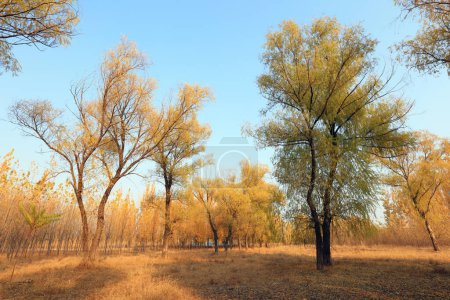 Photo for Trees in autumn closeup of photo - Royalty Free Image