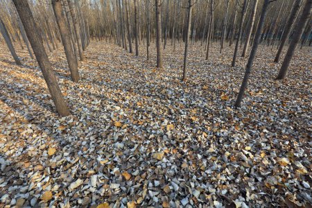 Téléchargez les photos : Paysage forestier fin automne - en image libre de droit