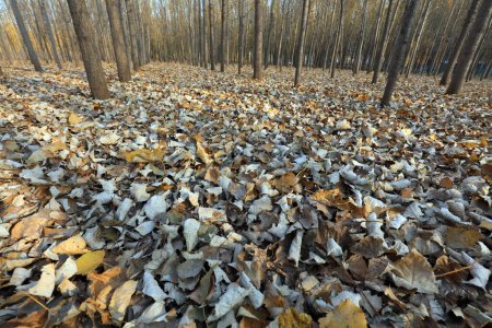 Téléchargez les photos : Paysage forestier fin automne - en image libre de droit
