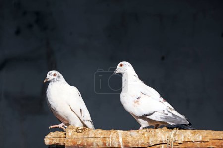 Téléchargez les photos : Les pigeons se reposent. - en image libre de droit