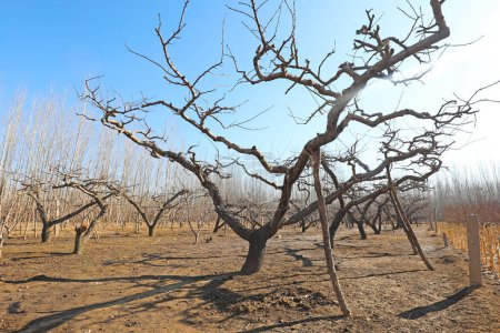 Foto de Los duraznos secos están en el huerto, zhongg - Imagen libre de derechos