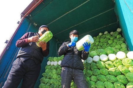 Photo for LUANNAN COUNTY - February 26, 2020: Vegetable farmers are loading Chinese cabbage into their cars, LUANNAN COUNTY, Hebei Province, China - Royalty Free Image