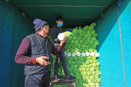 Foto de LUANNAN COUNTY - 26 de febrero de 2020: Los agricultores de hortalizas están cargando la col china en sus automóviles, LUANNAN COUNTY, Hebei Province, China - Imagen libre de derechos