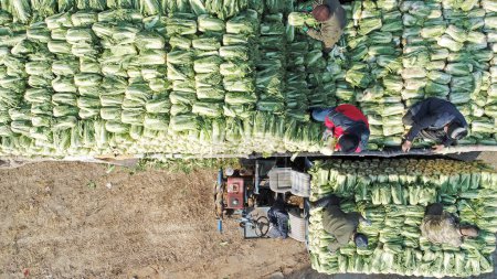 Photo for Vegetable farmers load Chinese Cabbage into the car - Royalty Free Image