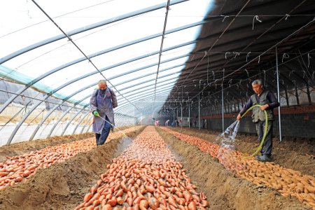 Foto de CONDADO DE LUANNAN - 28 de febrero de 2020: Los agricultores están rociando fungicidas en batatas, condado de LUANNAN, provincia de Hebei, China - Imagen libre de derechos