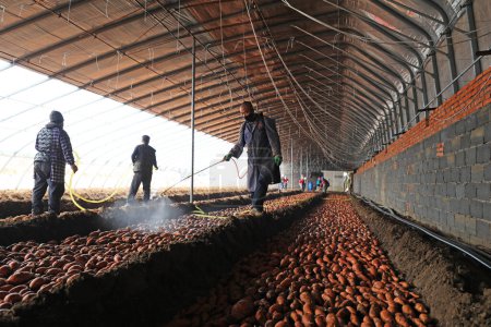 Téléchargez les photos : COMTÉ DE LUANNAN - 28 février 2020 : Les agriculteurs pulvérisent des fongicides sur les patates douces, COMTÉ DE LUANNAN, province du Hebei, Chine - en image libre de droit