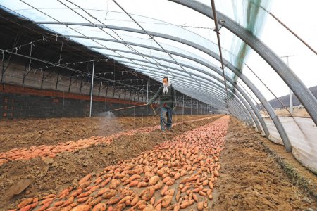 Foto de CONDADO DE LUANNAN - 28 de febrero de 2020: Los agricultores están rociando fungicidas en batatas, condado de LUANNAN, provincia de Hebei, China - Imagen libre de derechos