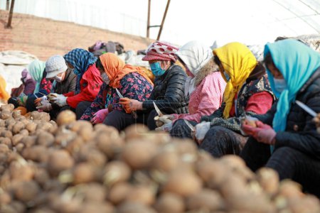 Foto de CONDADO DE LUANNAN - 3 de marzo de 2020: los agricultores cortan papas y se preparan para cultivarlas en una granja en el condado de LUANNAN, provincia de Hebei, China - Imagen libre de derechos