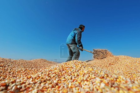 Photo for LUANNAN COUNTY, China - March 4, 2020: farmers drying corn seeds on farms, LUANNAN COUNTY, Hebei Province, China - Royalty Free Image