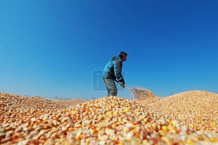 Foto de CONDADO DE LUANNAN, China - 4 de marzo de 2020: agricultores secan semillas de maíz en granjas, CONDADO DE LUANNAN, Provincia de Hebei, China - Imagen libre de derechos
