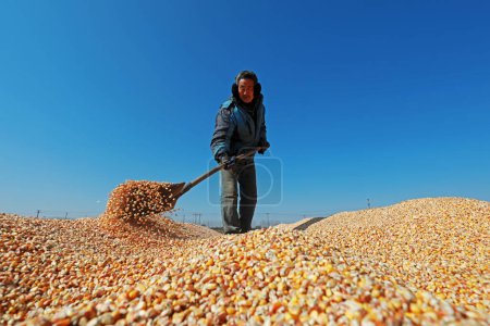 Photo for LUANNAN COUNTY, China - March 4, 2020: farmers drying corn seeds on farms, LUANNAN COUNTY, Hebei Province, China - Royalty Free Image