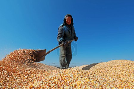 Foto de CONDADO DE LUANNAN, China - 4 de marzo de 2020: agricultores secan semillas de maíz en granjas, CONDADO DE LUANNAN, Provincia de Hebei, China - Imagen libre de derechos