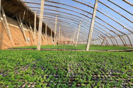 Téléchargez les photos : Semis de légumes en pépinière, Chine du Nord - en image libre de droit