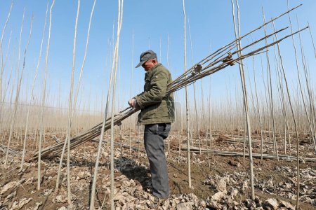Photo for LUANNAN COUNTY, China - March 5, 2020: farmers transplanting sapling in forest farms, LUANNAN COUNTY, Hebei Province, China - Royalty Free Image