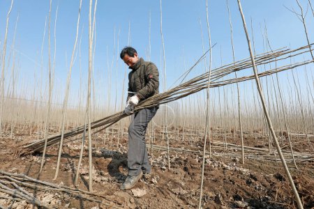 Téléchargez les photos : COMTÉ DE LUANNAN, Chine - 5 mars 2020 : agriculteurs transplantant des jeunes plants dans des fermes forestières, COMTÉ DE LUANNAN, province du Hebei, Chine - en image libre de droit