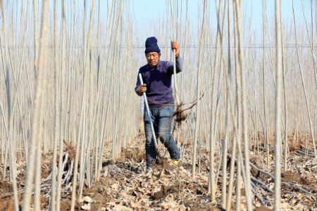 Foto de CONDADO DE LUANNAN, China - 5 de marzo de 2020: agricultores que trasplantan plantaciones de árboles en explotaciones forestales, CONDADO DE LUANNAN, provincia de Hebei, China - Imagen libre de derechos