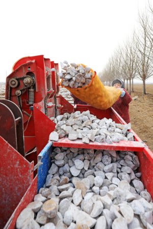 Foto de CONDADO DE UANNAN, China - 6 de marzo de 2020: Los agricultores agregan semillas de patata a la sembradora en la granja, condado de LUANNAN, provincia de Hebei, China - Imagen libre de derechos