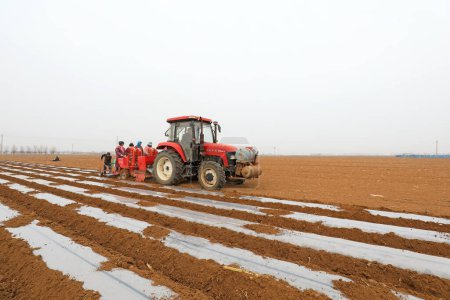 Téléchargez les photos : COMTÉ D'UANNAN, Chine - 6 mars 2020 : Les agriculteurs utilisent du film plastique pour couvrir les pommes de terre dans la ferme, COMTÉ DE LUANNAN, province du Hebei, Chin - en image libre de droit