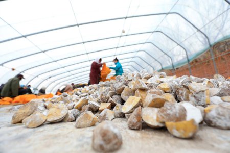 Foto de CONDADO DE UANNAN, China - 6 de marzo de 2020: Los agricultores están enviando papas, cultivando papas en granjas, condado de LUANNAN, provincia de Hebei, China - Imagen libre de derechos