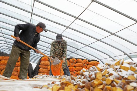 Téléchargez les photos : COMTÉ D'UANNAN, Chine - 6 mars 2020 : Les agriculteurs expédient des pommes de terre, cultivent des pommes de terre dans les fermes, COMTÉ DE LUANNAN, province du Hebei, Chine - en image libre de droit