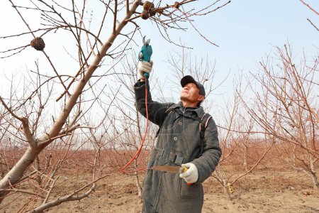 Foto de CONDADO DE LUANNAN, China - 6 de marzo de 2020: agricultores cortando melocotoneros con herramientas eléctricas, CONDADO DE LUANNAN, provincia de Hebei, China - Imagen libre de derechos