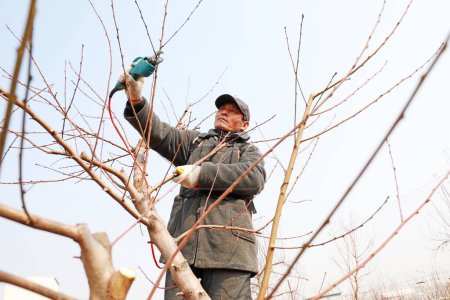 Téléchargez les photos : COMTÉ DE LUANNAN, Chine - 6 mars 2020 : agriculteurs coupant des pêchers avec des outils électriques, COMTÉ DE LUANNAN, province du Hebei, Chine - en image libre de droit